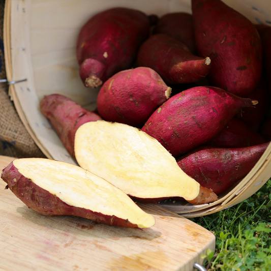 Murasaki Sweet Potato Slips